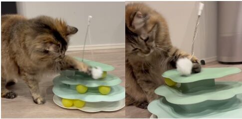 neko_2.jpg