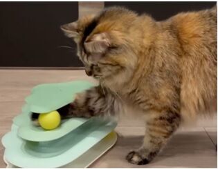 neko_4.jpg