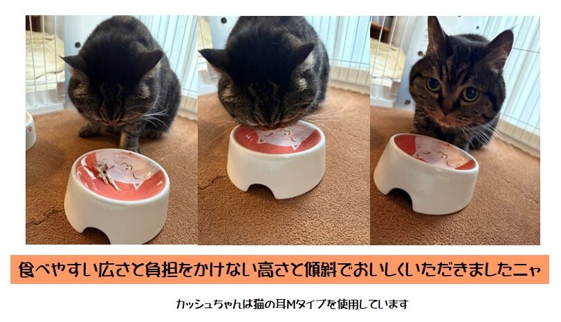 neko_M_red.jpg
